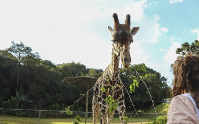 Zoo de Curitiba reabre para visitas a pé na próxima terça.
Foto: Daniel Castellano/SMCS (arquivo)